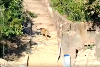 Tiger cub in Ranthambore fort