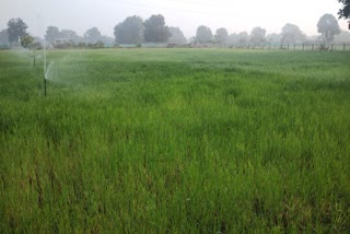 TECHNIQUES TO SAVE WHEAT CROP