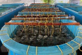 ASHTAMUDI LAKE OYSTER  OYSTER FARMING  CMFRI INDIA  ഓയിസ്റ്റർ കൃഷി