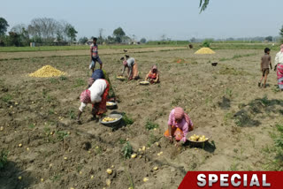 POTATO FARMERS FACING CRISIS