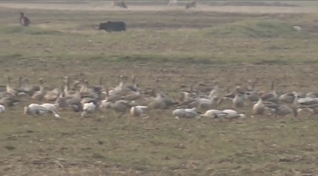 Migratory Birds in Assam