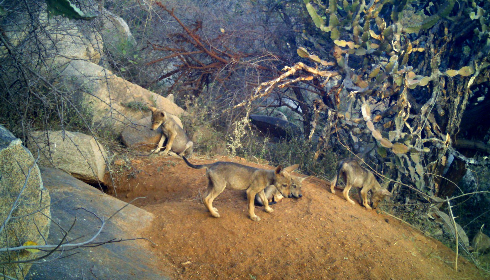 ಬಂಕಾಪುರ ತೋಳ ಧಾಮ, ಮರಿಗಳಿಗೆ ಜನ್ಮ ನೀಡಿದ ತೋಳ,Indian wolf