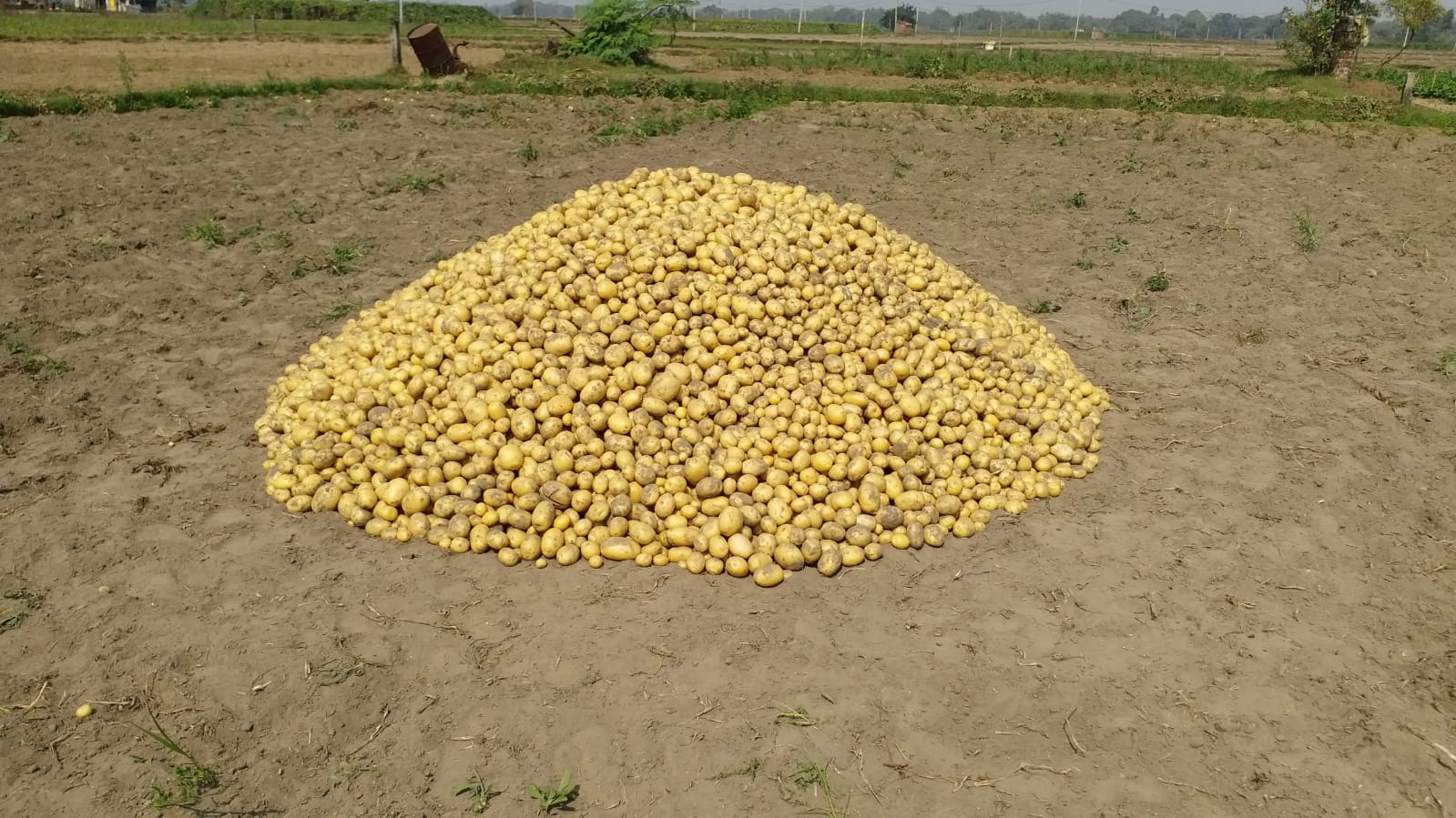 A mound of potatoes after harvest.