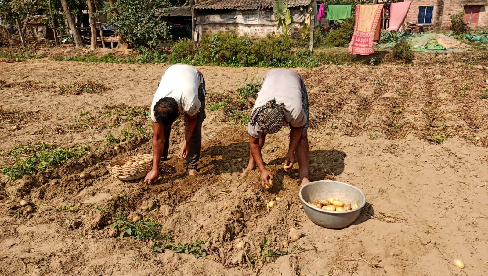 The farm price of potato is Rs 250.