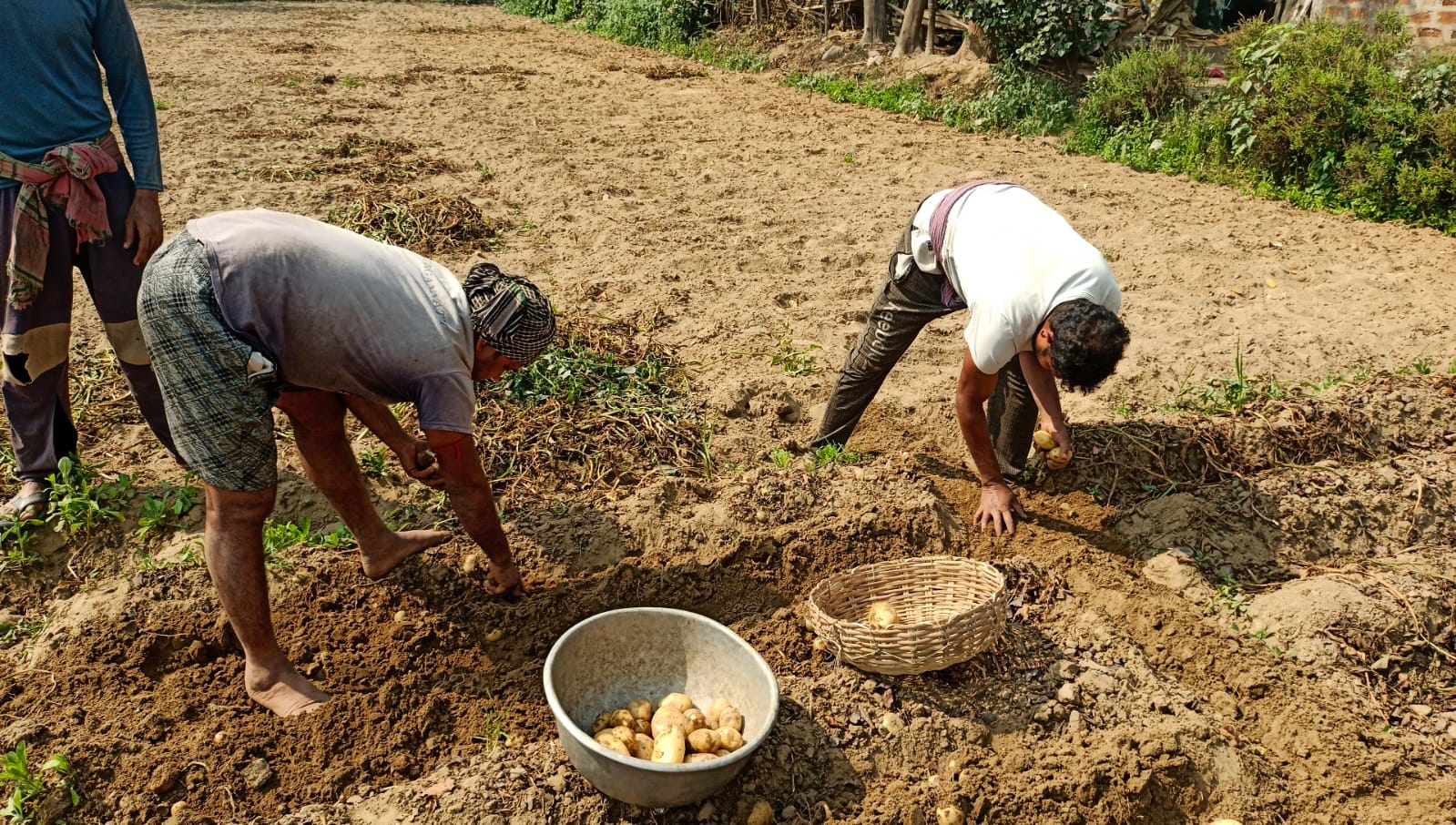 Farmers harvest potato from the field in East Burdwan.