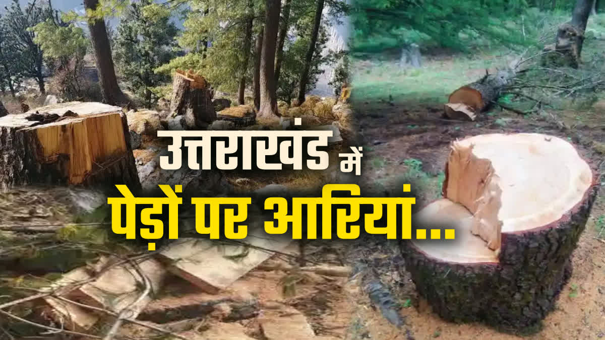 Illegal Tree Cutting in Uttarakhand