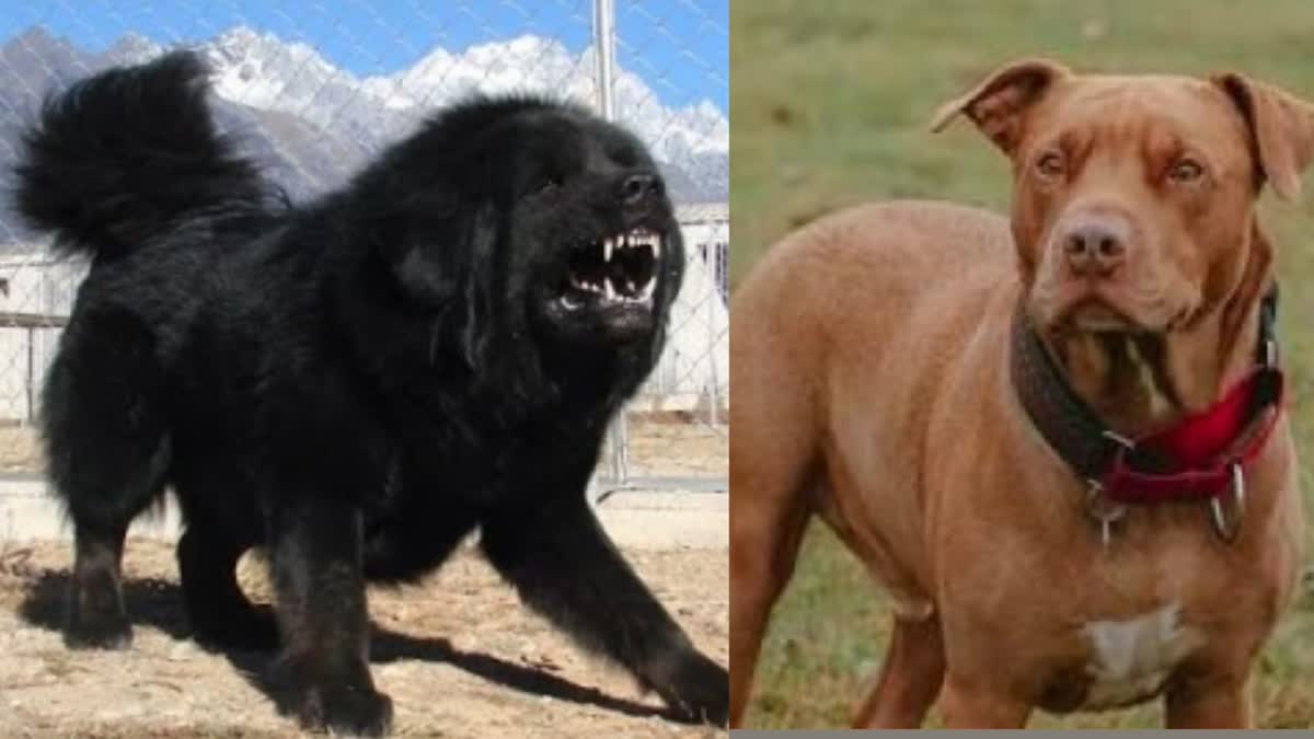 Central government bans 23 dangerous dog breeds
