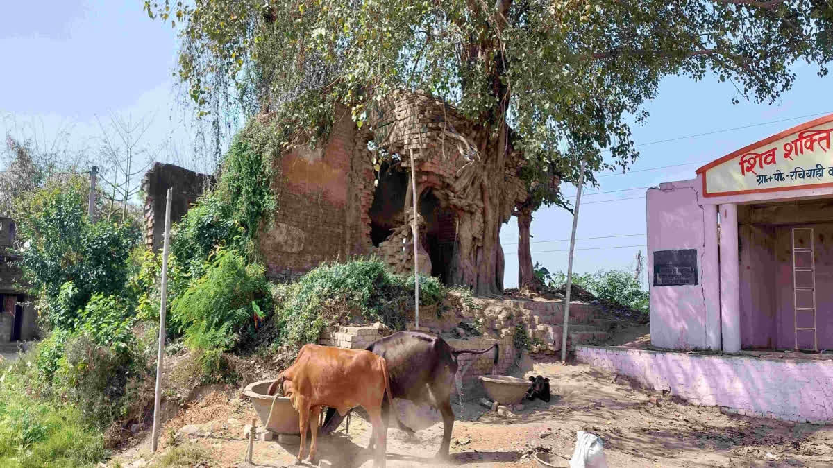 Story of the Country's First 'Booth Looting Scandal', When Kamdev Singh Looted Votes under the Shadow of Guns