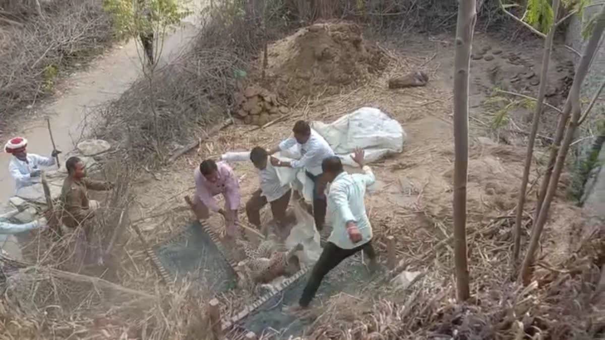 Panther Attacked Forest Department