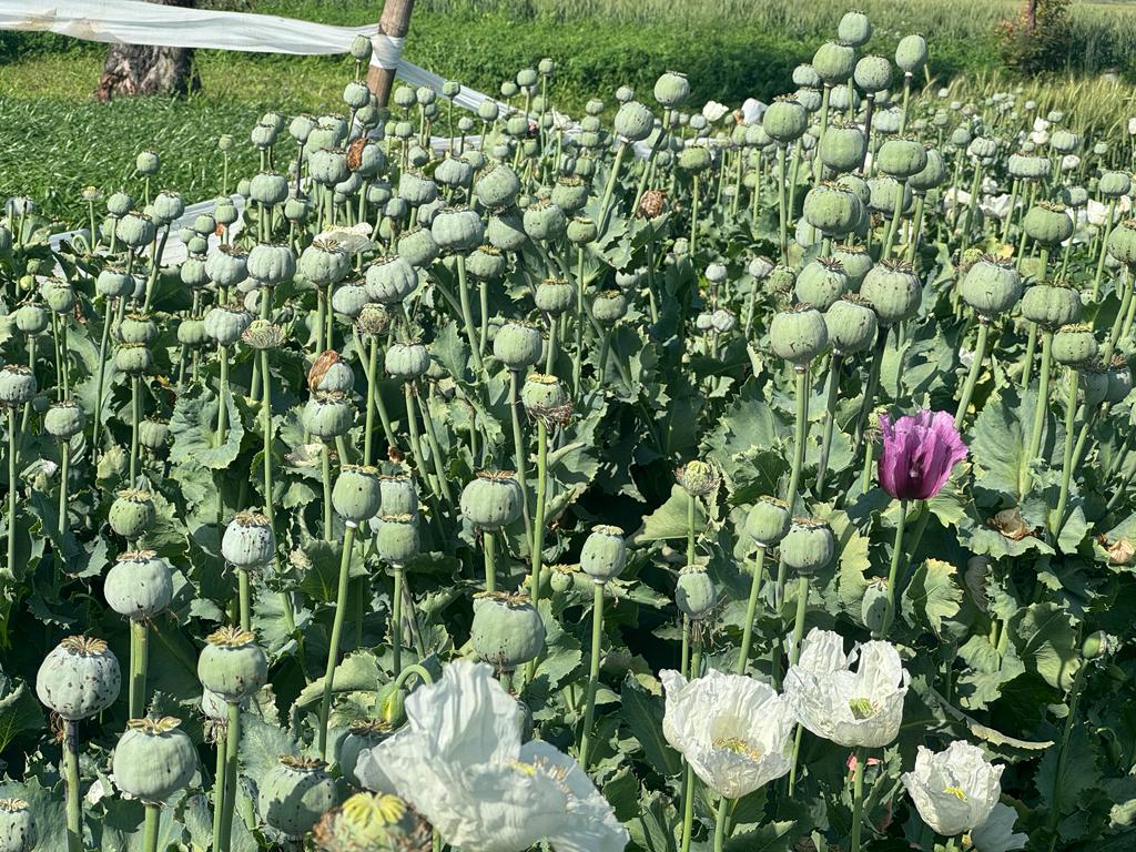 Opium Farming Rudrapur