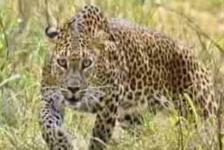 Leopard Attack On 7 Years Girl