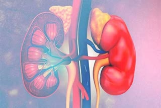 kidney file pic