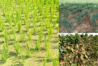 Crops Dried Up In Mahabubnagar District