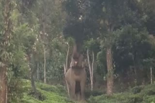 Gudalur single elephant