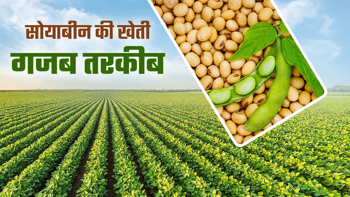 किसान भाइयों के लिए काम की खबर! जानिए सोयाबीन की खेती करने का सही तरीका, समय, विधि, खाद, उत्पादन और सबकुछ