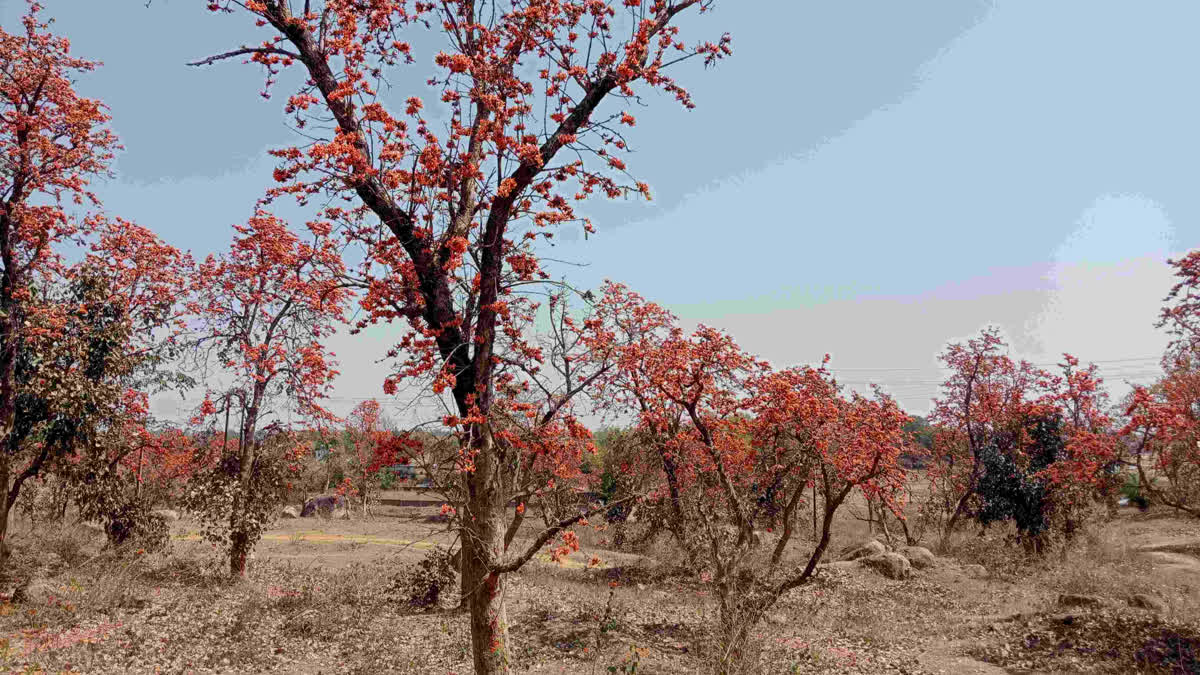 Palash flowers brightened the atmosphere in Latehar