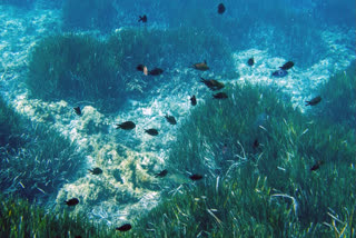 Technologies like satellite imaging are enhancing oil spill detection, studying light pollution's ocean impact, and hastening the discovery of new marine species.