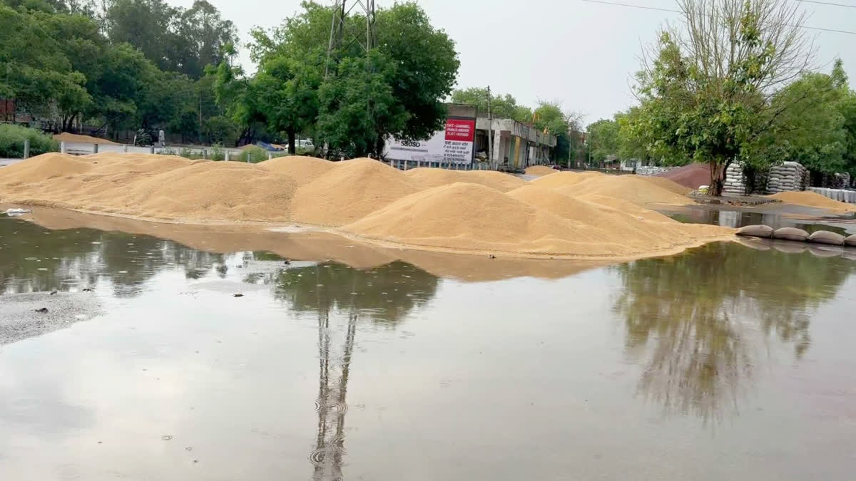 Wheat Soaked Due To Rain In Haryana