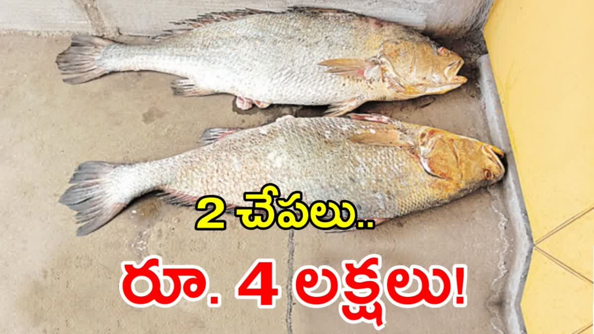 2 Kachidi Fish Cost 4 Lakh Rupees