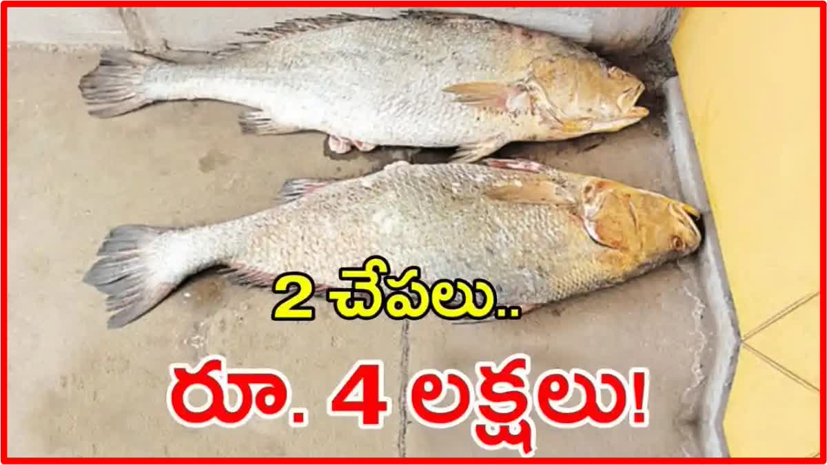 2 Kachidi Fish Cost 4 Lakh Rupees