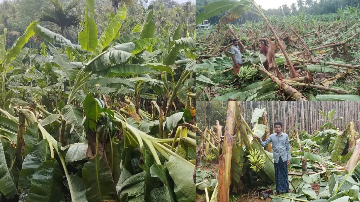 HEAVY RAINS IN KOZHIKODE  WIDESPREAD CROP DAMAGE  HEAVY WIND AND RAIN  കനത്ത മഴയിൽ വ്യാപക കൃഷി നാശം