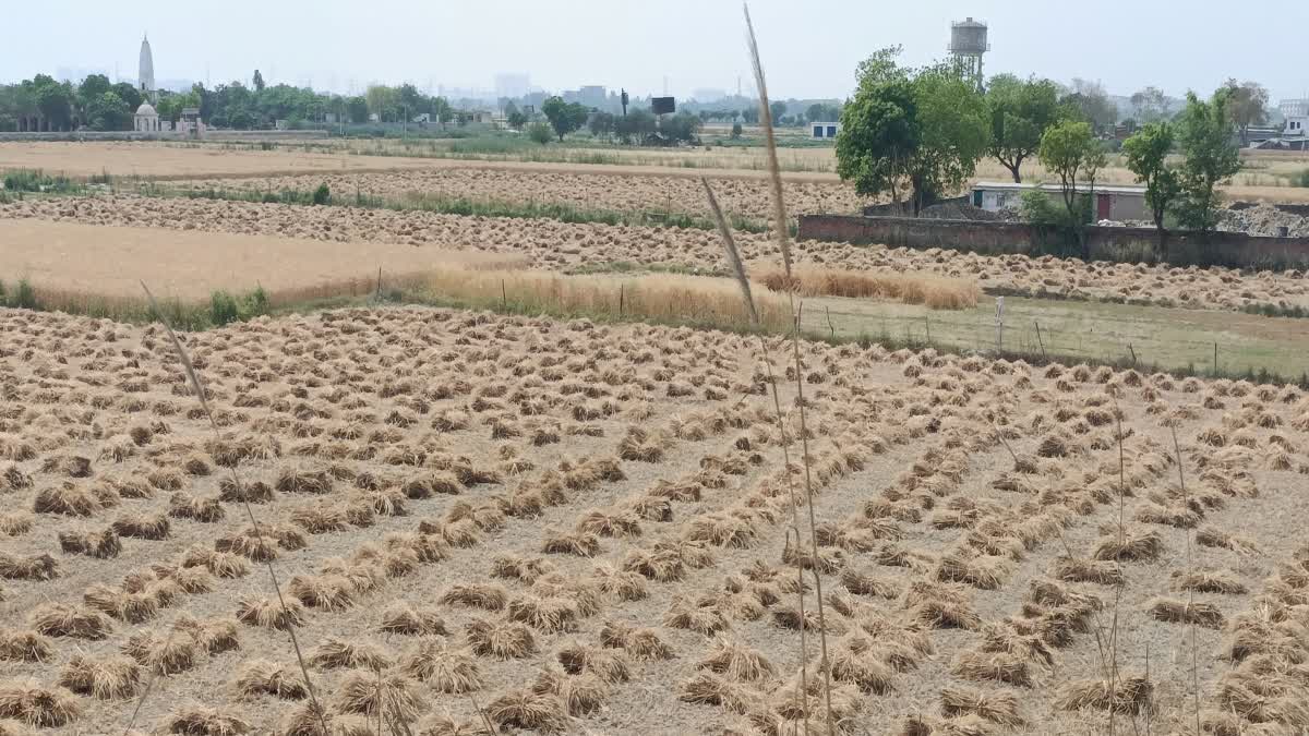 गेहूं फसल पर बारिश की मार