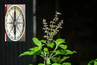 Tulasi plant Vastu direction