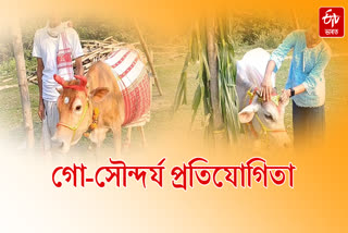 Cow beauty contest on Goru Bihu at Tihu in Nalbari