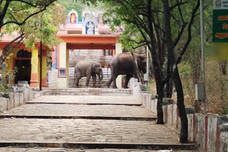 Elephants In Maruthamalai