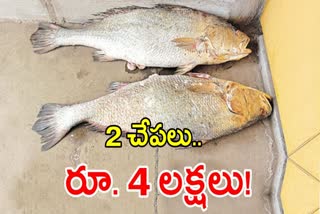2 Kachidi Fish Cost 4 Lakh Rupees