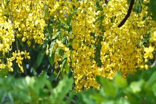 VISHU  GOLDEN SHOWER TREE  കണിക്കൊന്ന  വിഷുക്കണി