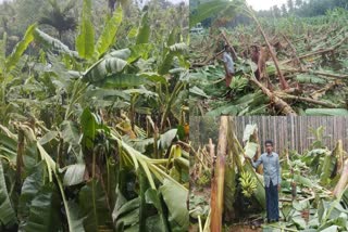 HEAVY RAINS IN KOZHIKODE  WIDESPREAD CROP DAMAGE  HEAVY WIND AND RAIN  കനത്ത മഴയിൽ വ്യാപക കൃഷി നാശം