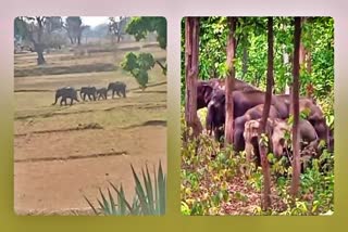 Herd of wild elephants in Bokaro