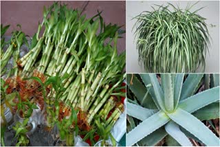 রান্নাঘরে লাগানোর গাছ, Indoor Plants