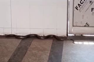 Snake in Hospital