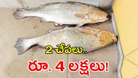 2 Kachidi Fish Cost 4 Lakh Rupees