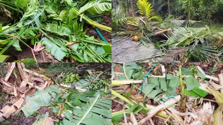 WILD ELEPHANTS ATTACK  WILD ELEPHANTS AT VETTIKKUZHY  കാട്ടാനക്കൂട്ടം കൃഷി നശിപ്പിച്ചു  കാട്ടാന ആക്രമണം