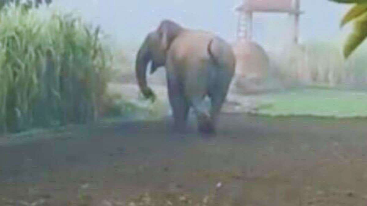 CHAMPAWAT ELEPHANT DEATH