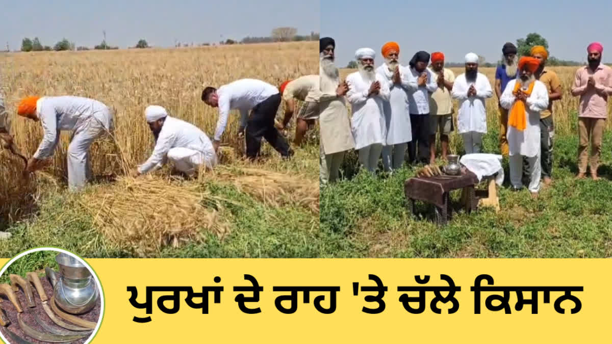 Farmers of Riar village begin harvesting crops by praying to God on the festival of Baisakhi