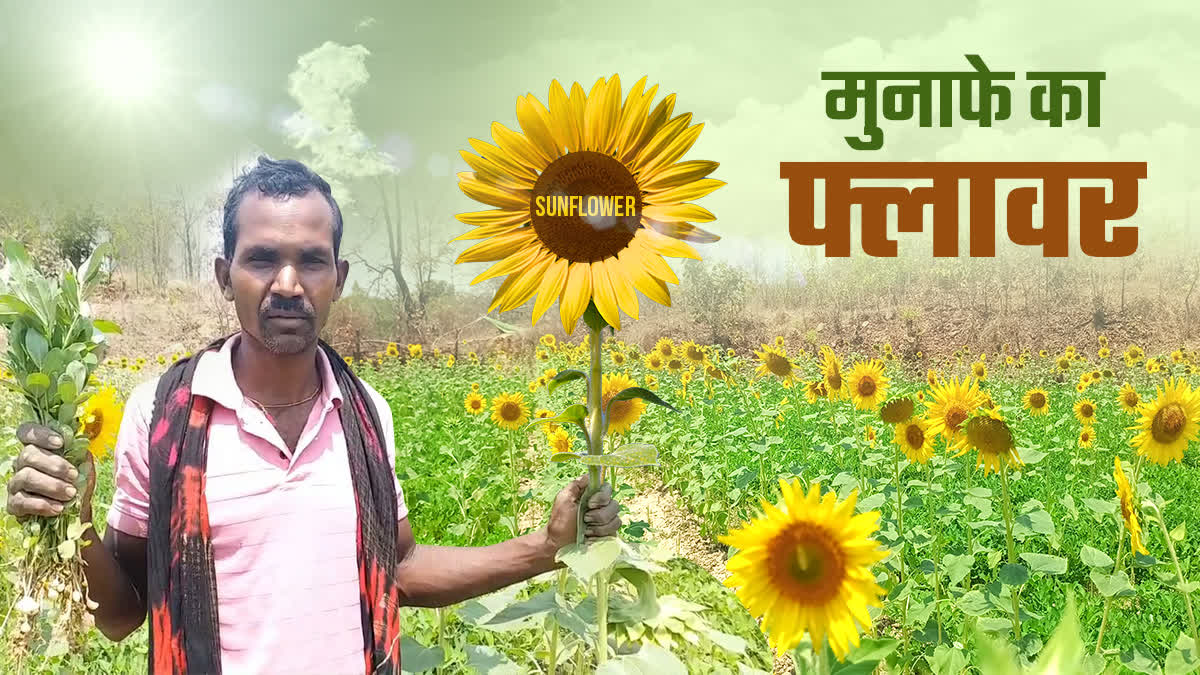 SUNFLOWER CULTIVATION