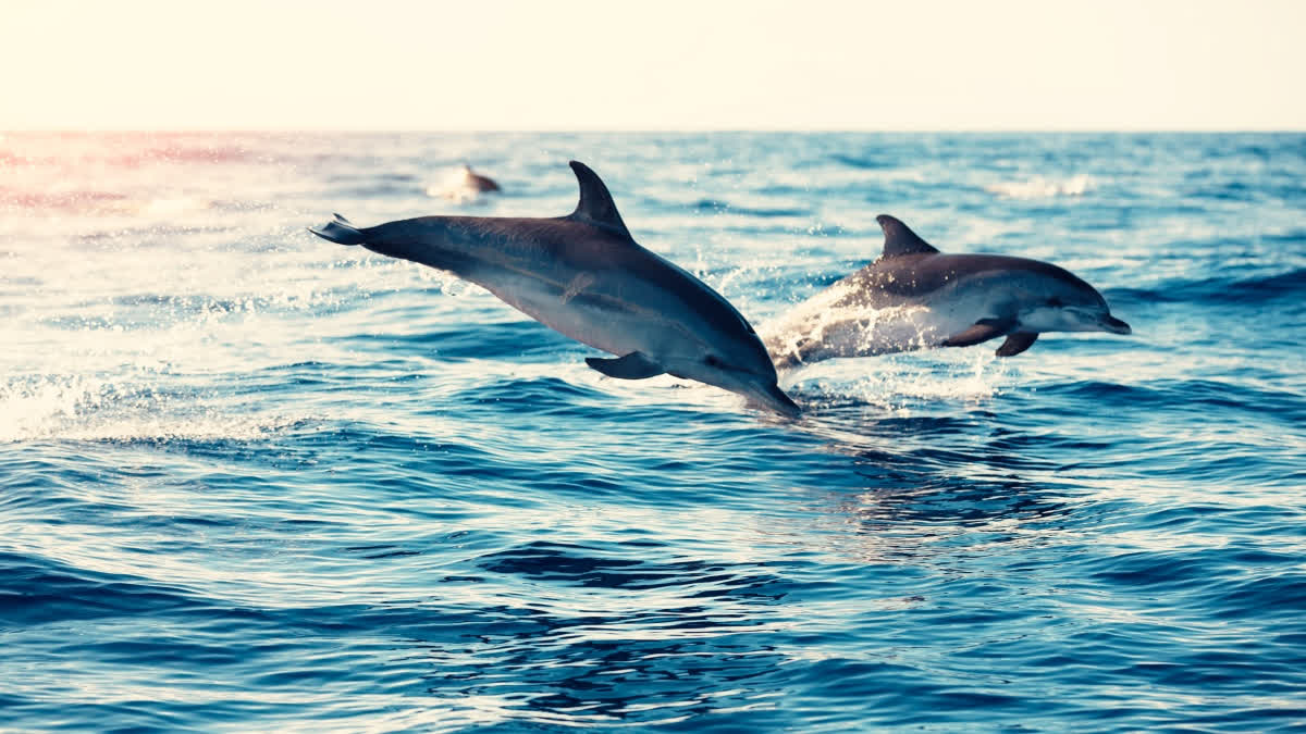 Places in India to see dolphins in India (Representational Image)