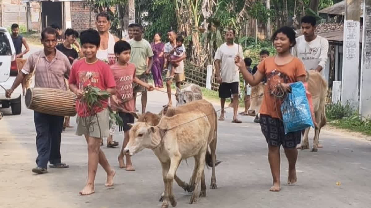 'Goru Bihu': A Peek Into Assam's 'Cow-Centred' New Year