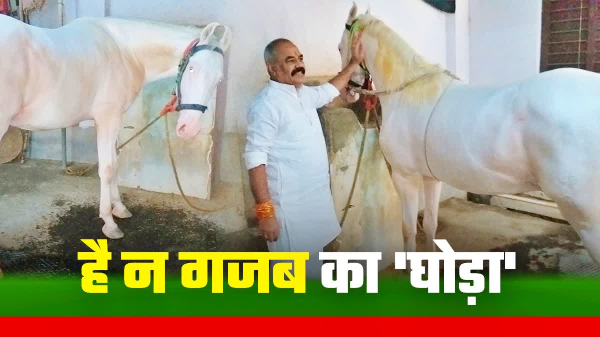 Amazing Horses In Gaya