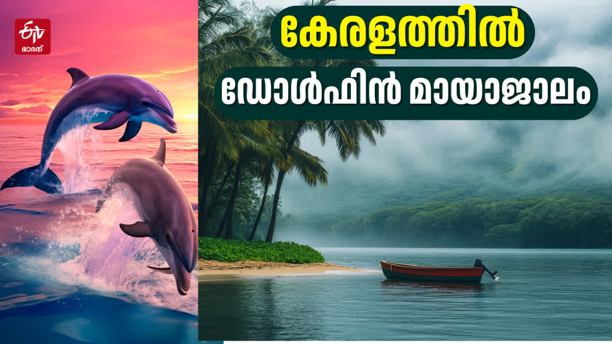 DOLPHIN DANCE  KERALA TOURISM  DOLPHIN SPOTS IN KERALA  DOLPHIN SPOTS IN INDIA