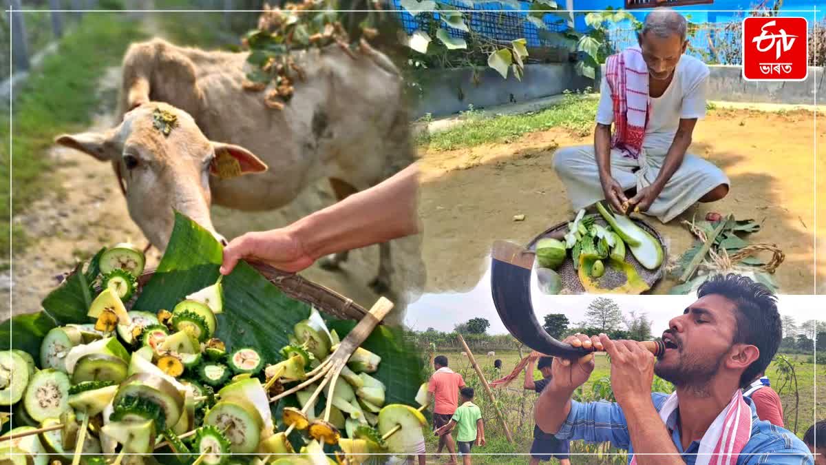 পৰম্পৰাগত ৰীতি-নীতিৰে চহা অসমীয়াই উদযাপন কৰিছে গৰু বিহু অসমীয়া সমাজৰ হেঁপাহৰ ৰঙালী বিহুটি