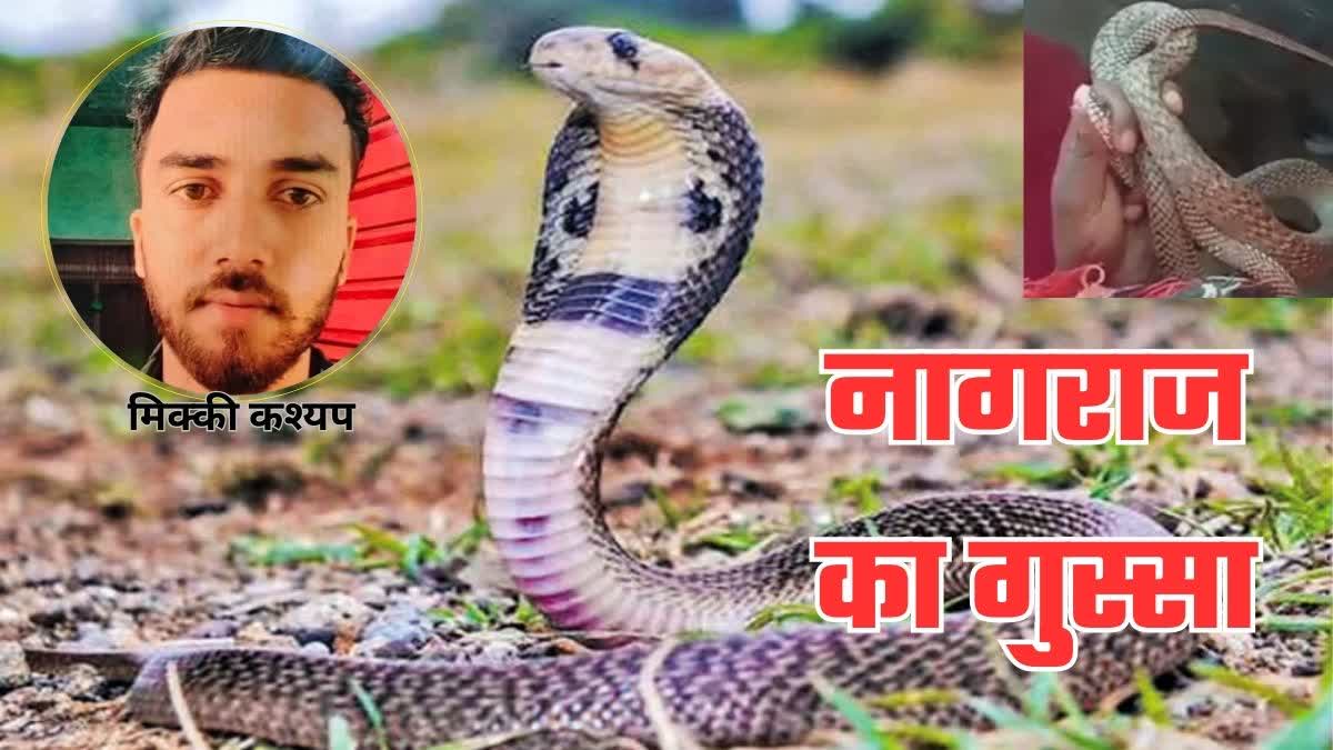 up meerut snake-bitten-young-man-10-times-all time sat-near-dead-body-revenge