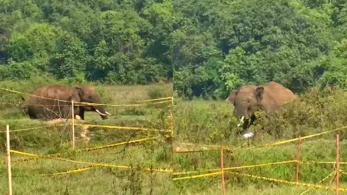 wild-elephant-deadly-attack-during-jeep-rally-in-hassan