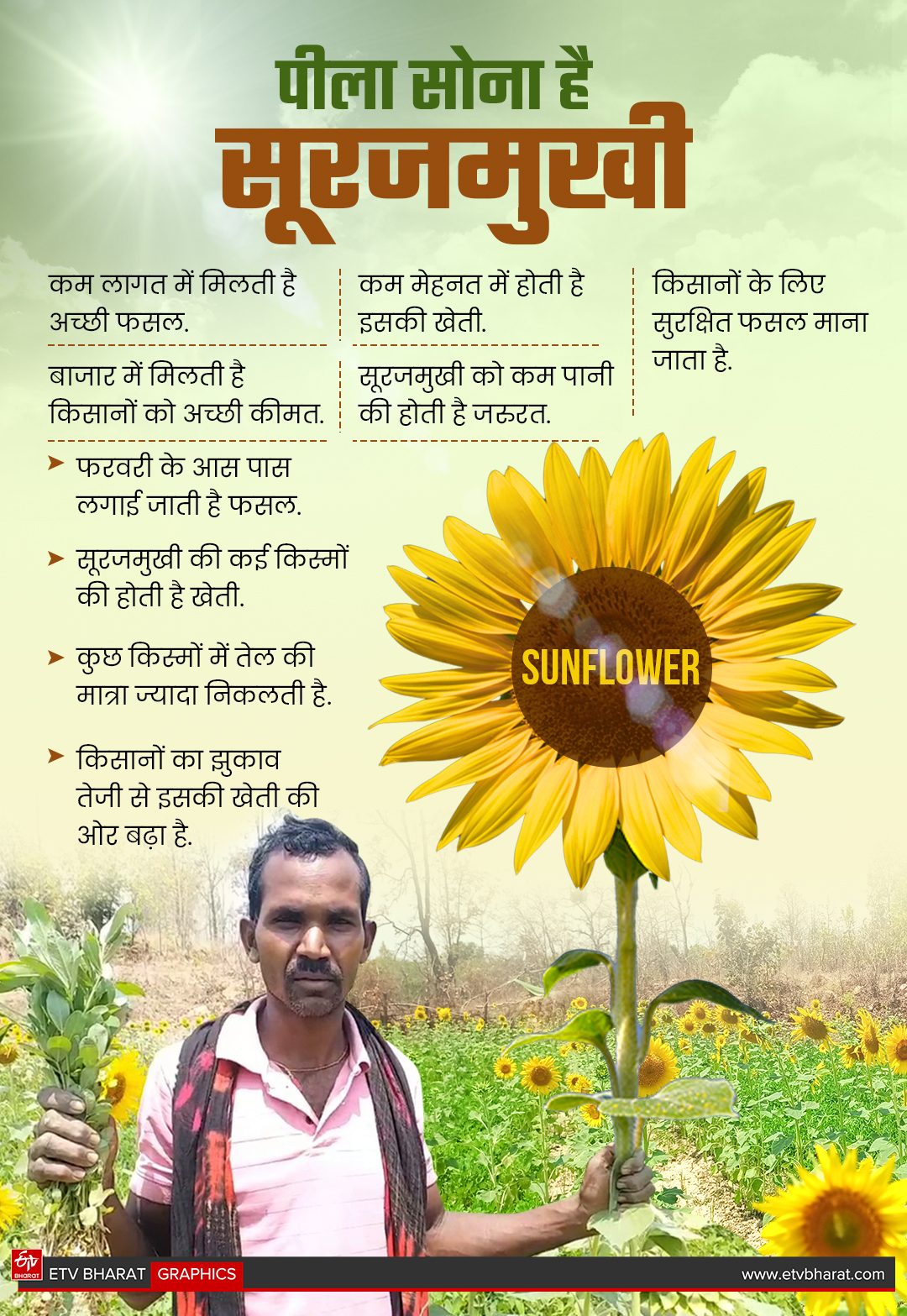 SUNFLOWER CULTIVATION