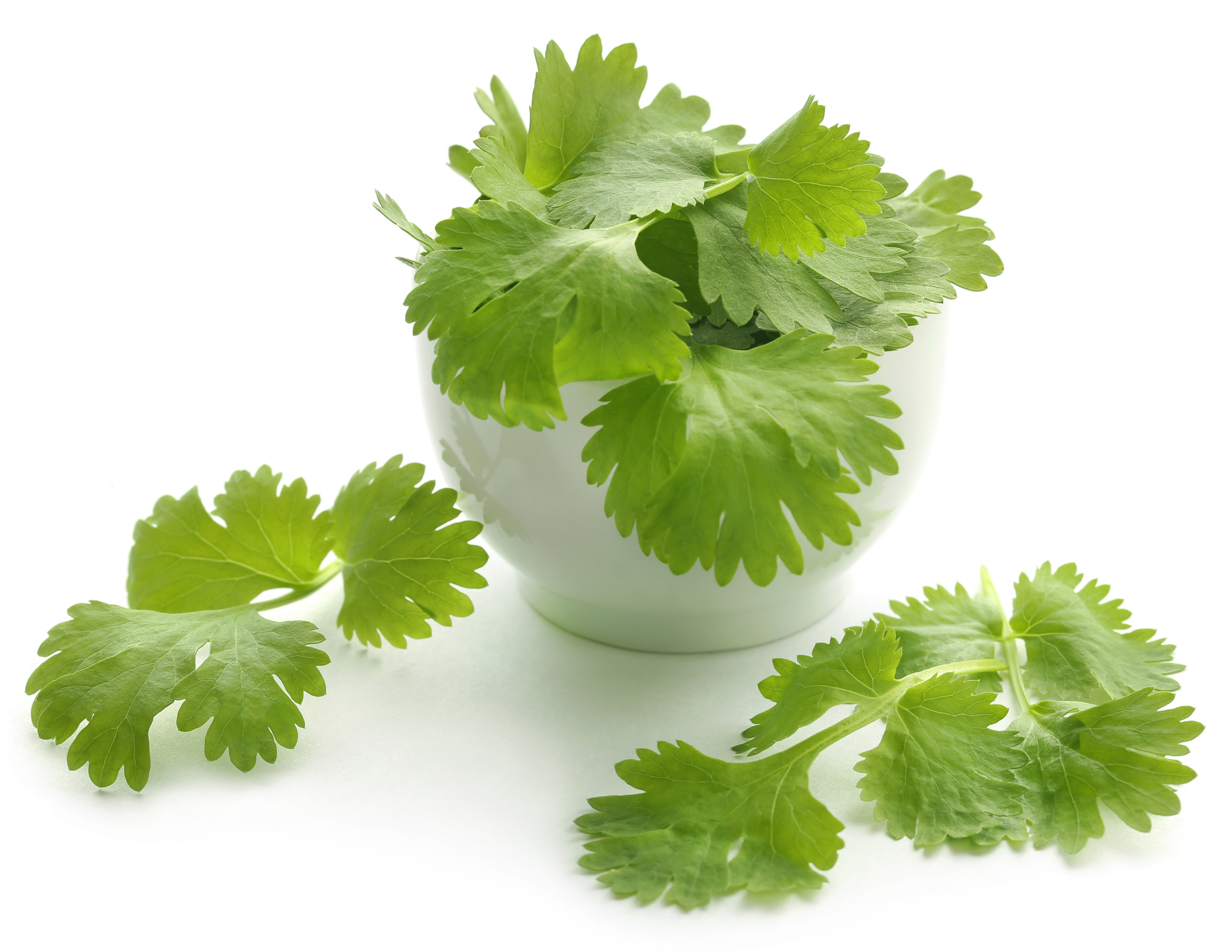 Should pregnant women drink coriander juice or not? Know the health benefits of green coriander