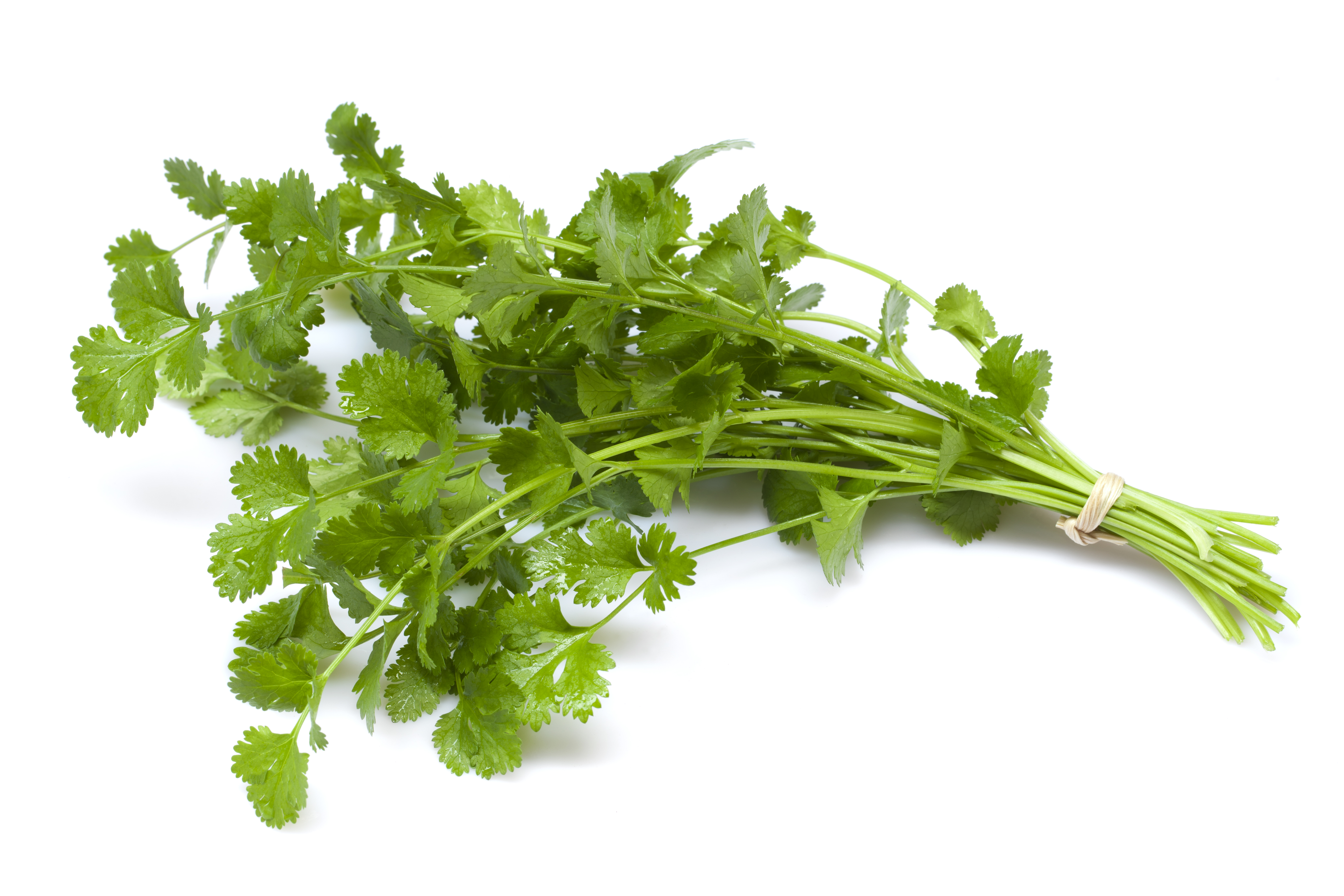 Should pregnant women drink coriander juice or not? Know the health benefits of green coriander